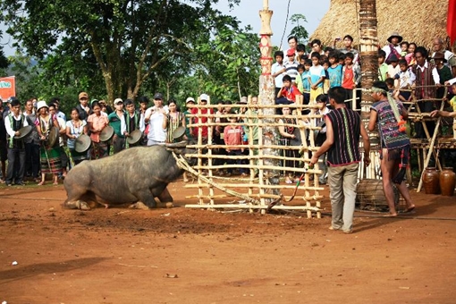 Lâm Đồng chính thức bỏ nghi thức đâm trâu trong lễ hội truyền thống