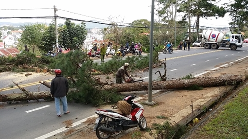 Thông cổ thụ Đà Lạt gãy đổ hàng loạt giữa thành phố