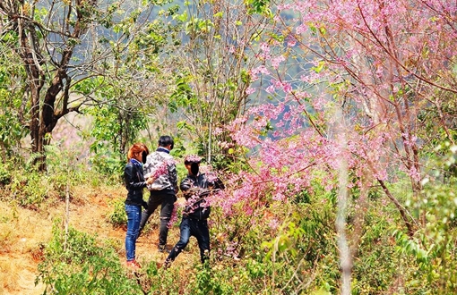 Đến lượt “phượt thủ” phá hoại mai anh đào Đà Lạt