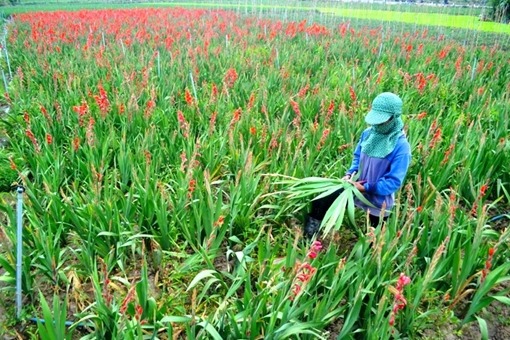 Nông dân khóc hết nước mắt sau khi phun thuốc bảo vệ thực vật cho hoa