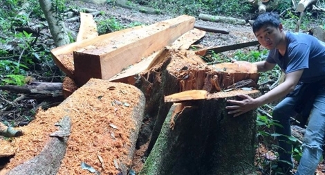 Phá nát rừng ở Gia Lai nhưng chưa bị xử lý