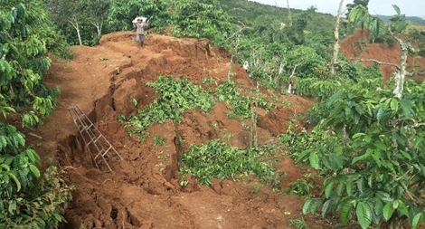  Kinh hãi, nứt đất khiến 10ha cà phê bị hư hỏng