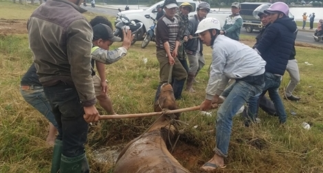 Giải cứu con ngựa mang thai 10 tháng lọt hố sâu 