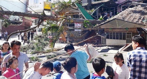  Thông cổ thụ gãy đổ đúng ngày cao điểm du khách đổ lên Đà Lạt