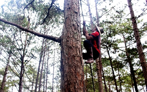Vắt vẻo mưu sinh trên đỉnh ngọn thông