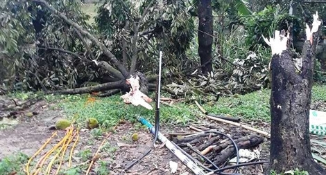 Lốc xoáy càn quét nhiều vùng ở Lâm Đồng, sầu riêng rụng xanh gốc