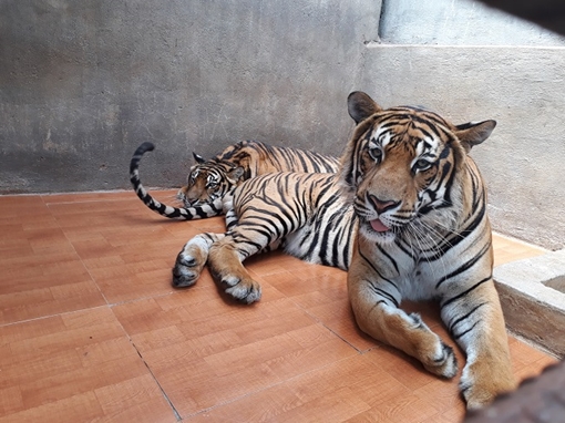 Kiểm tra thông tin động vật bị ngược đãi ở KDL thác Prenn Đà Lạt