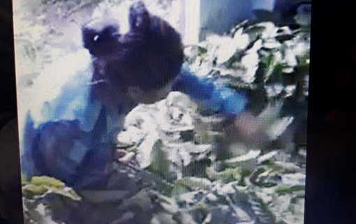 Xác minh thương lái mua lá cà phê tươi 50.000 đồng/kg