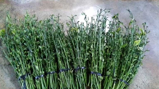 Sự thật bất ngờ về clip thương lái mua lá cà phê tươi 50.000 đồng/kg