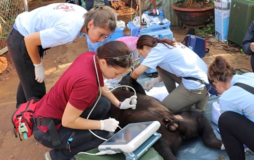 Giải cứu gấu đực 16 tuổi tại thác Prenn Đà Lạt