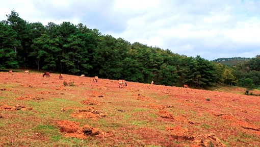 Đồi cỏ hồng đẹp như tranh ở Suối Vàng bị lấn chiếm