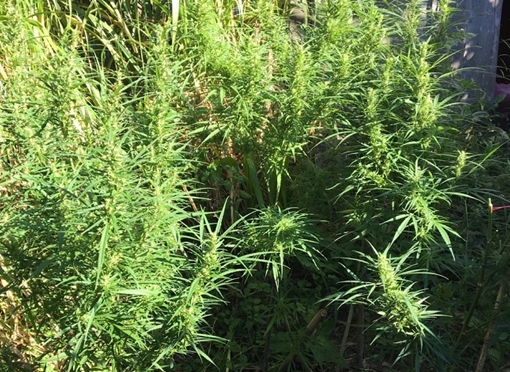 Cần sa trồng xen trong rẫy cà phê ở Lâm Đồng