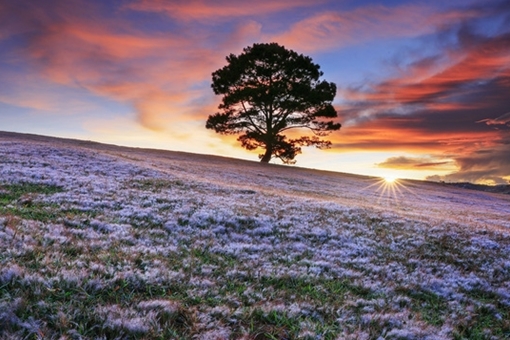 Chặn lối vào “Cây thông cô đơn” thu tiền