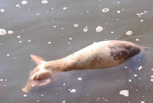 Kinh hãi khi vớt 100 con heo chết dịch dưới suối Cam Ly