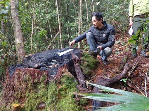 Hiện trường vụ lâm tặc đốn hạ cây cổ trăm tuổi ở Cổng Trời