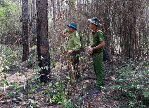 Khởi tố vụ đầu độc gần 11ha rừng thông ở Lâm Đồng
