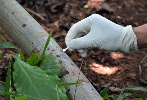 Vụ 3 bà cháu bị sát hại: Sợi tóc, giọt máu tố cáo hung thủ gây án