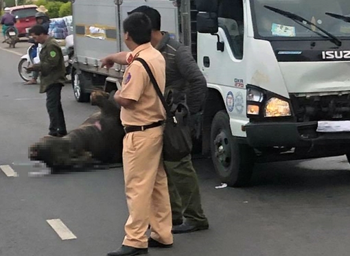 Trâu đực 400kg bị ôtô tông chết trên QL20