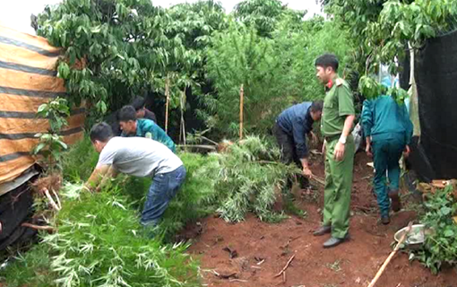 Vườn cần sa xen lẫn trong rẫy cà phê