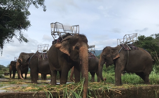 Sự thật về thông tin voi Đà Lạt bị ngược đãi