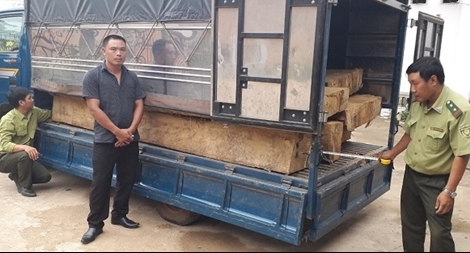 Lâm tặc cưa trộm cây bạch tùng “khủng” trong rừng tự nhiên 