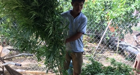 Phát hiện hàng trăm cây cần sa trong rẫy cà phê