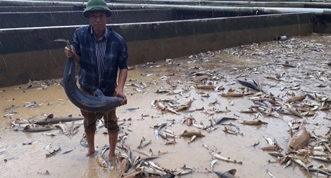  Rớt nước mắt cảnh trại cá tầm 40 tỷ chết trắng vì mưa lũ