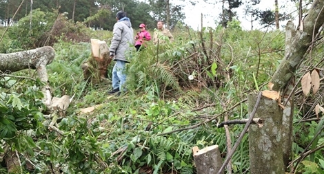 Triệu tập kẻ chủ mưu thuê 11 người phá rừng phòng hộ Đà Lạt