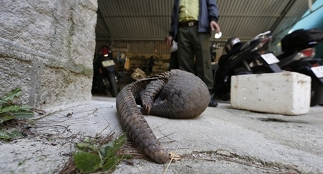 Kỳ lạ tê tê quý hiếm bỗng xuất hiện giữa Đà Lạt