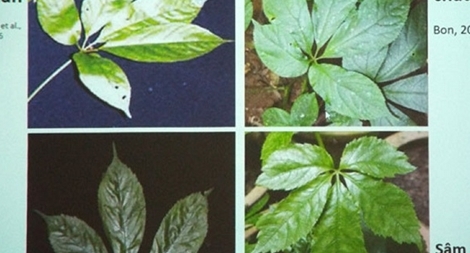 Sự thật về loại cây giống sâm Ngọc Linh ở Lâm Đồng