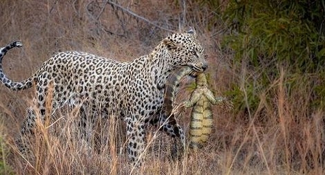 Phát hiện mãnh thú giống báo hoa mai ở Bảo Lộc