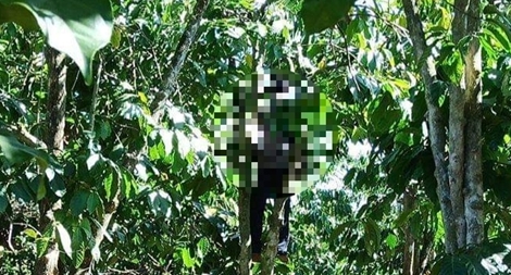 Người làm thuê bất ngờ treo cổ trong vườn cà phê