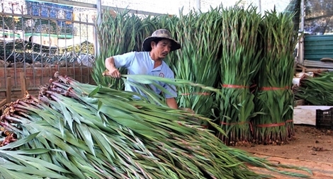 Giá hoa rẻ như bèo, nhà vườn mất Tết