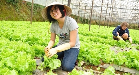 Rau Đà Lạt bất ngờ tăng giá mạnh