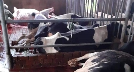 Sét đánh chết 10 con bò sữa đang ở trong chuồng