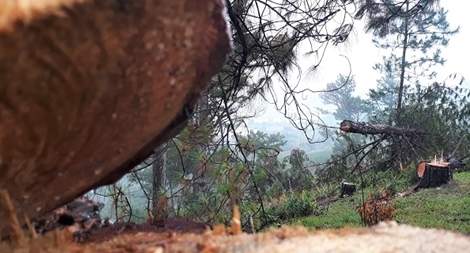 Chỉ đạo làm rõ vụ phá rừng ở núi Langbiang