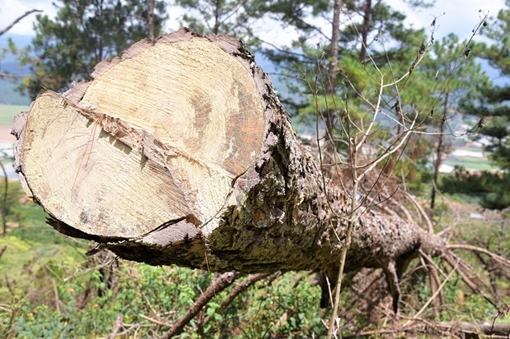 Từ phản ánh của báo CAND, củng cố hồ sơ khởi tố vụ án phá rừng ở Langbiang