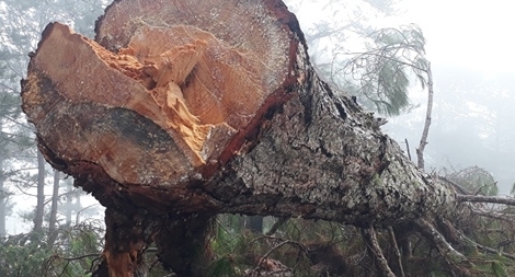 Từ phản ánh của Báo CAND, khởi tố vụ án phá rừng ở Langbiang