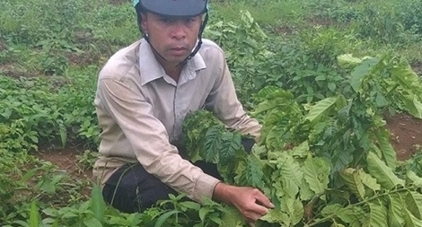 Một gia đình 9 lần bị kẻ xấu phá hoại rẫy cà phê