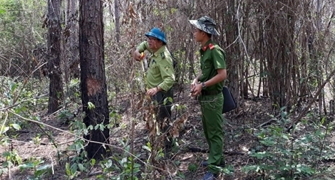 2,2ha rừng thông vừa trồng bị phá sạch