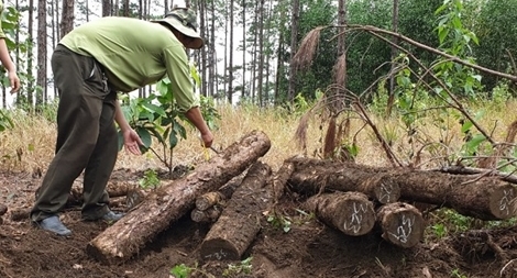 “Khai quật” 15m3 gỗ chôn giấu dưới lòng đất dự án