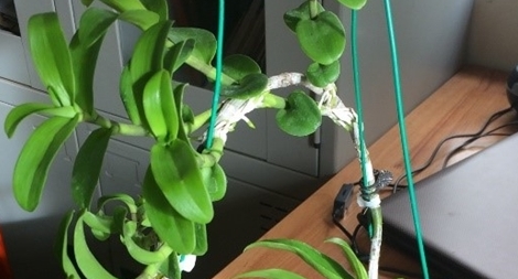 Khởi tố đối tượng lừa đảo bán lan đột biến