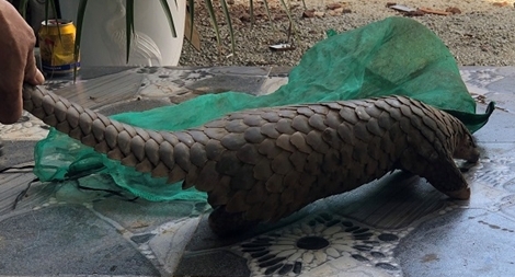 Bắt vụ tàng trữ tê tê, khỉ, heo rừng