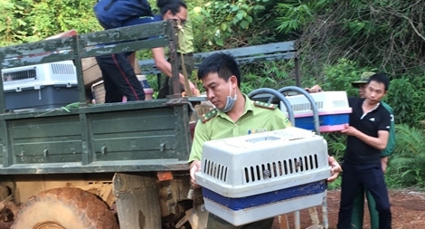 Thả 79 cá thể động vật quý hiếm về Vườn Quốc gia Cát Tiên