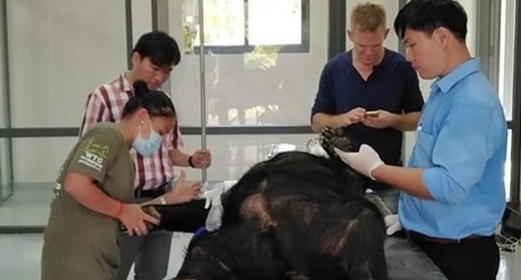 Giải cứu hai con gấu đưa về Vườn Quốc gia Cát Tiên