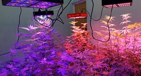 Hai con nghiện trồng trồng cần sa trong nhà vệ sinh