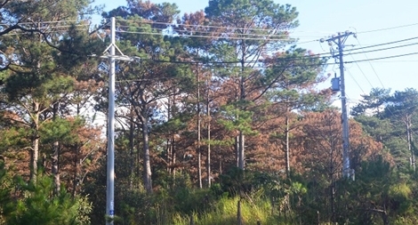 Đầu độc rừng thông cạnh quốc lộ để... chiếm đất 