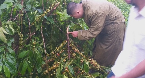 Rẫy cà phê của một gia đình lần thứ 10 bị phá hoại