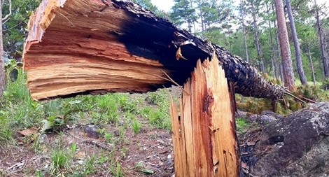 Cận cảnh rừng ở dự án nghỉ dưỡng, sân golf bị tàn phá