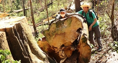 Rừng bạch tùng hàng trăm năm tuổi bị cưa hạ
